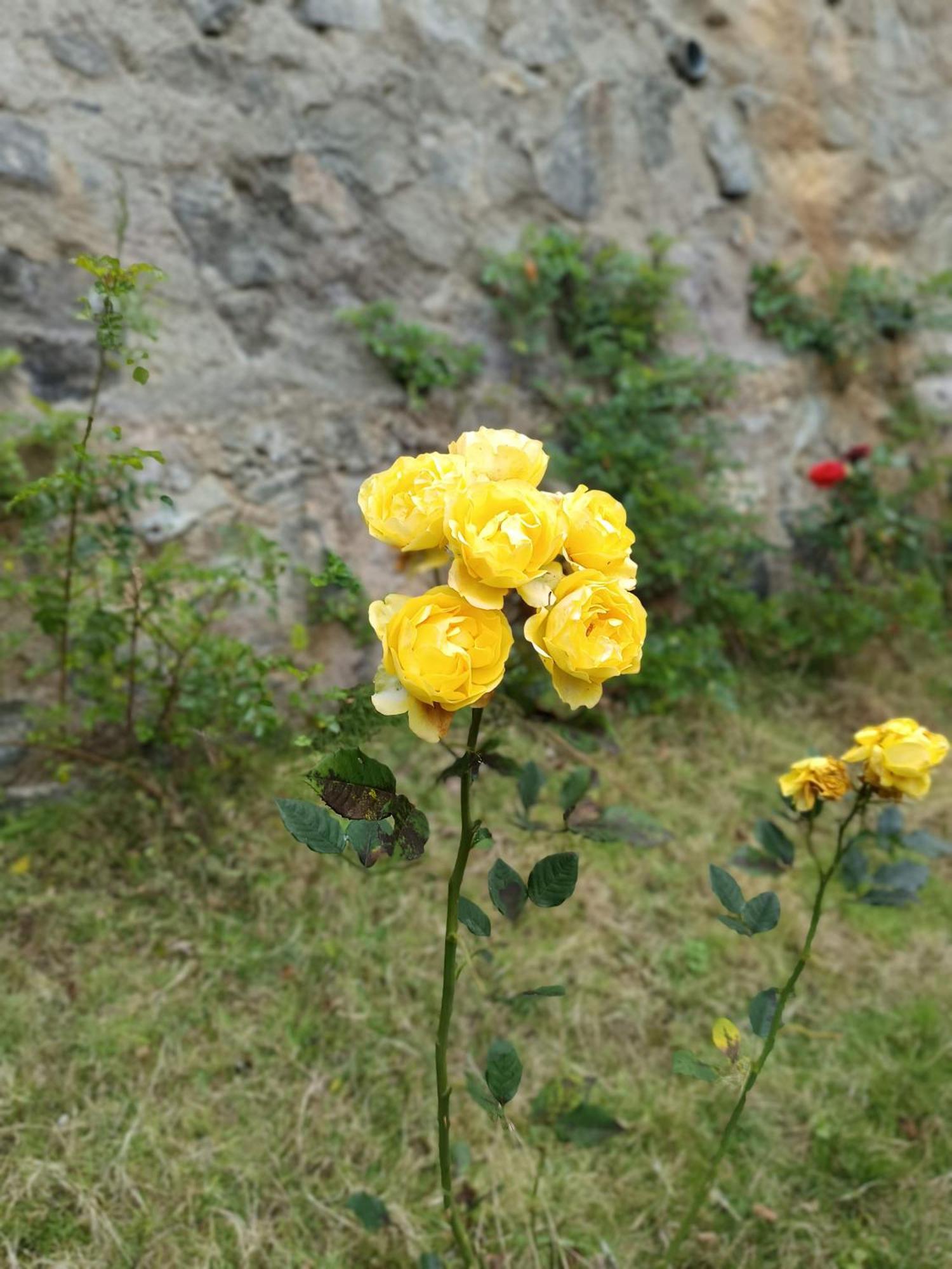 Kodai Riya Paradise Tamilnadu - Tamilnadu - Kodaikanal Exterior foto